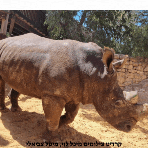 סוכות בגן החיות התנכי בירושלים מבצעים שעות פתיחה